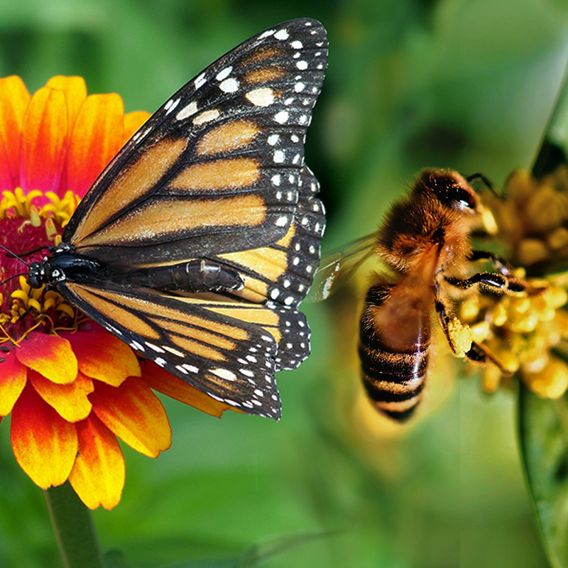 Wild March winds and gentle April showers eventually help May flowers to grow in our gardens, so where are the bees and butterflies?