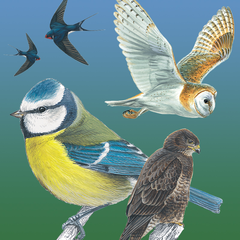 Bird Brains And Other Wildlife - The Next RSPB Birdwatch Is Heading Our Way...