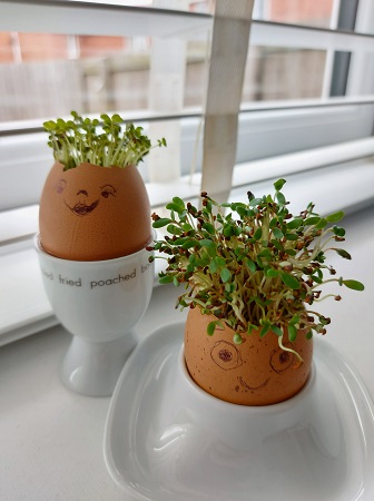 Two hollowed out egg-shells on a windowsill filled with sprouts sticking out the top of their "heads" like "hair".